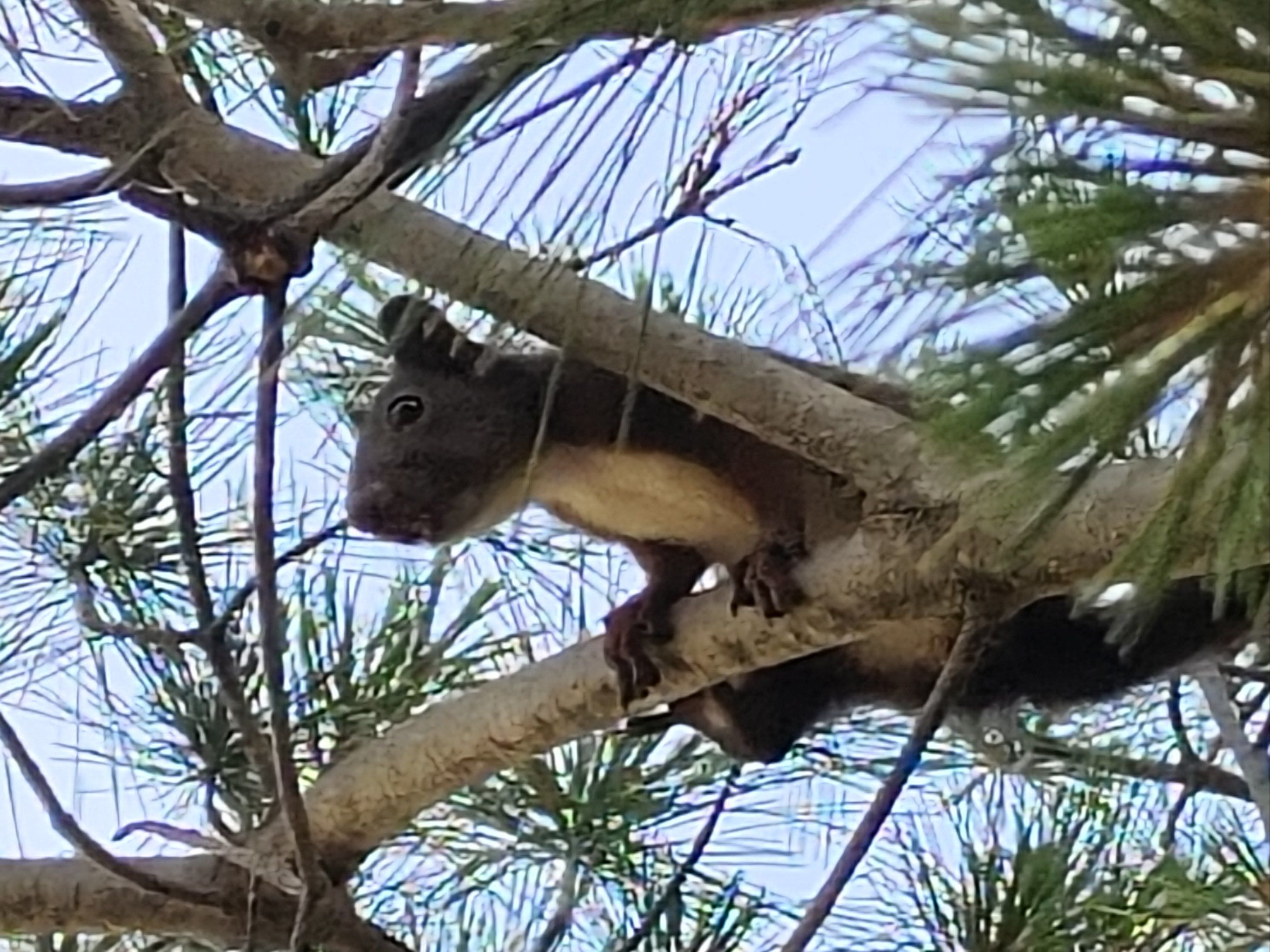 松树上偶尔发现的小松鼠