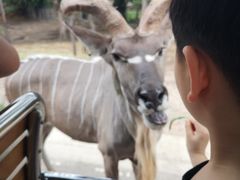 -清迈夜间动物园