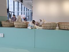 -怪兽屋·羊驼·猫咖·狗咖(俊华广场店)