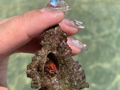 -加林娜泥浴水疗