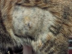 -御宝贝·A梦猫科宠物医院(国际猫友好医院)