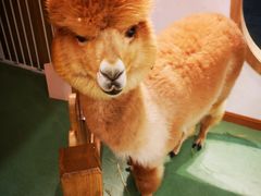 -藦茜花园宠物主题亲子互动体验馆(国顺东路店)