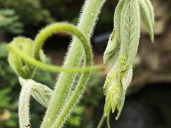 -南山植物园