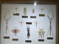 -上海昆虫博物馆