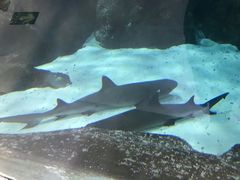 -苏州海洋馆