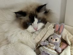 -爱洗澡的猫(望京店)