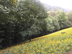 -西湖风景区-江洋畈生态公园