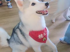 -Husky Go! 哈士奇体验馆·宠物咖啡厅狗咖