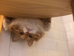 -平行世界·猫咖(首经贸店)