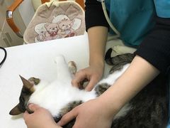 -创凡宠物医院·骨专科  猫科中心(西乡分院)