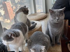 -Catmate·猫肥家润(金润铂宫店)