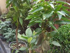 -璐坊粽王(复兴中路店)