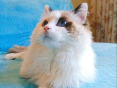 -Pets First伊珊娜洗护·精致美容·家庭式寄养(新会路店)