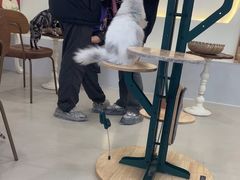 -共舞时光猫咖·狗咖(新街口店)