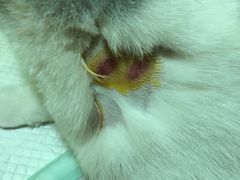 -瑞鹏宠物医院·爱宠堂·骨外专科(西荷分院)