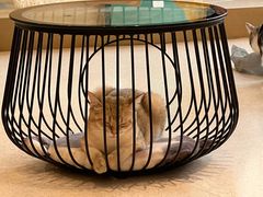 -飞行喵MR PILOT|猫舍·猫咖(静安大融城店)