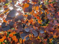 -北京西山国家森林公园