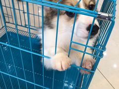 -翊宠yipet猫狗购宠庄园犬舍•猫舍