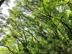 -大屏嶂森林公园
