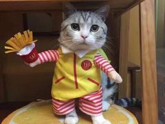 -Bastet sally猫舍购宠(静安店)
