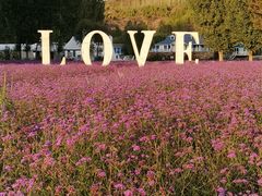 -紫海香堤香草艺术庄园