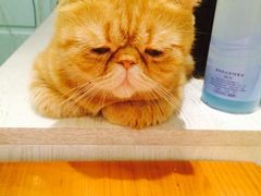 -猫小院猫主题餐厅(三里屯店)