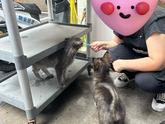 -肖胖子猪油拌粉