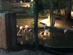 -清迈夜间动物园