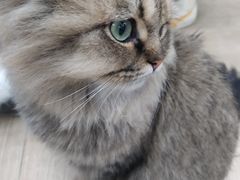 -安格丽娜·狗咖·猫咖羊驼咖(春熙路百盛商场店)