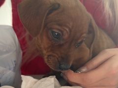 -佳雯宠物医院·皮肤科·内外科(春晓路分院)