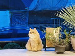 -自由生长植物工作室(深港花卉中心店)