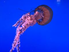 -太平洋海底世界