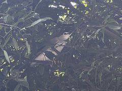 -九龙公园