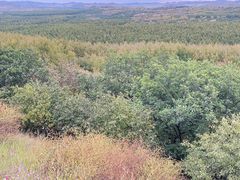 -塞罕坝国家级自然保护区