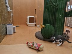 -帕帕拉兹宠物(亚洲旗舰店)