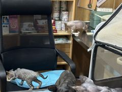 -瑞派名望24h动物医院异宠专科·猫专科·骨科·重症监护分院