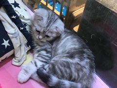 -藏猫猫咖啡主题馆(中央大道店)