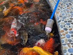 -南湖梦幻岛