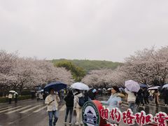 -武汉大学-樱园