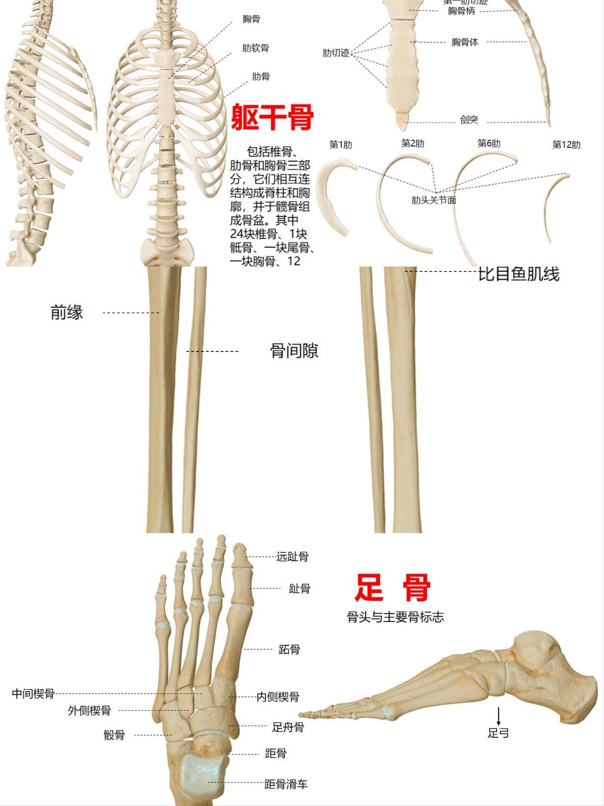 骨骼知识小分享🦴