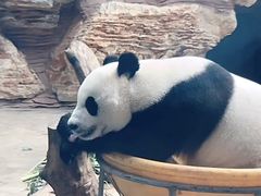 -皇家御河游(紫御湾码头)