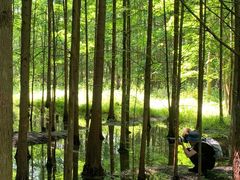 -桤木河湿地公园