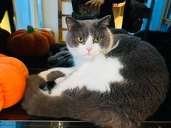 -Catmate·猫肥家润(金润铂宫店)