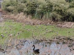 -长广溪湿地公园
