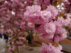 -莱阳濯村樱花园