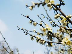 -梅花山(明孝陵内)