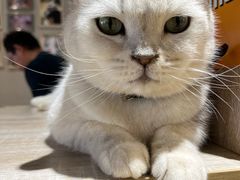 -藏猫猫咖啡主题馆(中央大道店)