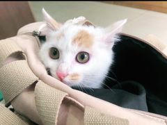 -汪喵宠物医院·骨科心脏影像·犬猫急重症ICU诊疗中心(成华分院)