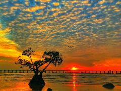 -宝安西湾红树林湿地公园