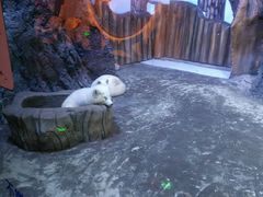 -芜湖新华联大白鲸海洋公园